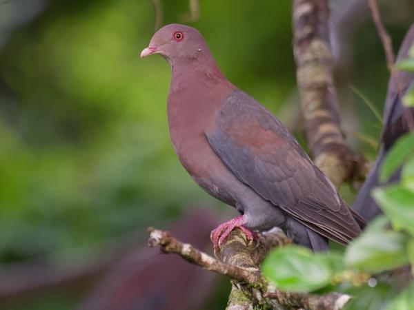 <h3><a href="/trips/costa-rica/biota/animalia/chordata/aves/026 columbiformes/001 columbidae/patagioenas flavirostris/patagioenas flavirostris-nl.html">Patagioenas&nbsp;flavirostris</a> / Red‑billed&nbsp;pigeon / Roodsnavelduif</h3>OM-1 met M.300mm F4.0 + MC-14, 1/500 sec  bij F5.6, ISO 10000, afstand 10.2&nbsp;m